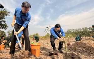 Trồng hơn 11.000 cây tre ở khu vực biên giới Đồng Nai