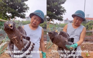 Đi thăm vườn rau, bất ngờ phát hiện diều hoa Miến Điện mắc lưới