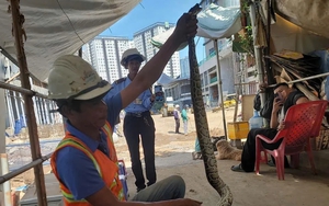 Đang đào đất, công nhân ở TP.HCM bất ngờ phát hiện con trăn đất quý hiếm Đang đào đất, công nhân ở TP.HCM bất ngờ phát hiện con trăn đất quý hiếm