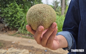 Trái quách là gì mà người trẻ rủ nhau về miền Tây để thưởng thức?