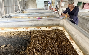 Nuôi lươn không bùn, chàng trai miền Tây thu lãi tiền tỉ