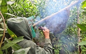 Bắt ong mật rừng ở Tây Ninh: Trận đòn nhớ đời 200 mũi ong chích