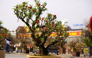 Đào thất thốn bất ngờ 'đổ bộ' đến xứ Thanh