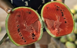 Ruộng dưa hấu ở Bình Chánh hư hại, nông dân lo mất hơn 60 triệu tiền vốn