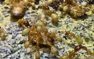 Nuôi kiến làm thú cưng: 'Đế chế' thu nhỏ vận hành trong hộp kính