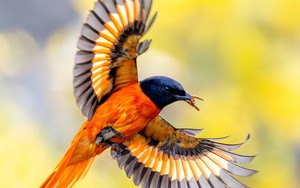 Chim xuất hiện ở công viên Lý Thái Tổ - nơi tưởng niệm nạn nhân Covid-19