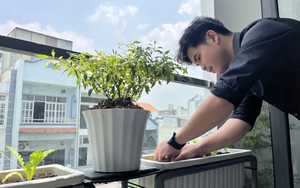 Giữa mùa nắng nóng gay gắt, vì sao người trẻ đổ xô trồng cây ở ban công?