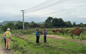 Cao tốc Vĩnh Hảo - Phan Thiết: Bất chấp nguy hiểm phá rào đi bộ, thả rông gia súc