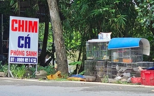 TP.HCM dẹp nạn mua bán chim, cá phóng sinh trái phép: Chợ vùng ven vẫn tấp nập