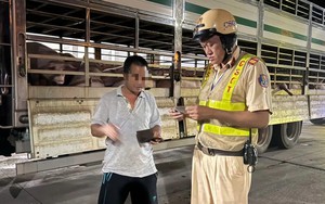 CSGT TP.HCM phát hiện 201 con heo dương tính chất cấm trên đường vào lò mổ