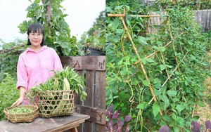 Dưới chân chung cư mọc lên khu vườn 200 m², rau nhiều đến mức chia cả xóm