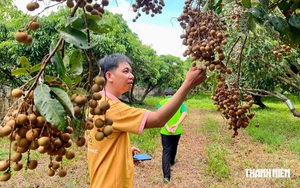 Về quê khởi nghiệp, chàng trai miền Tây nâng tầm trái nhãn cù lao Tân Thuận Đông