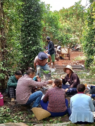 Bà Rịa - Vũng Tàu: Huy động lực lượng thu hoạch hồ tiêu giúp nông dân