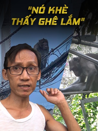 Dân hẻm quận 7 hoang mang vì con khỉ dữ phá phách, giật điện thoại
