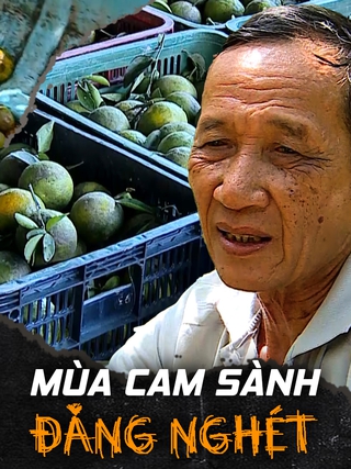 Đắng nghét ở “thủ phủ” cam sành vì giá lao tận đáy còn dưới 1.000 đồng/kg