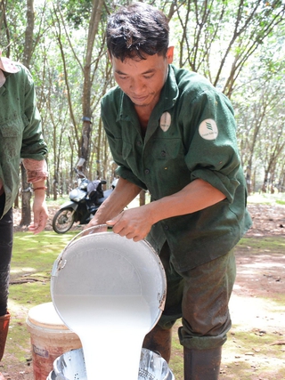 Cao su Tây nguyên và những con số đáng mừng