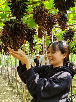 Mãn nhãn với vườn nho không hạt đầu tiên ở Ninh Thuận