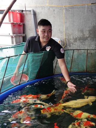 Chàng trai gác bằng kỹ sư xây dựng, đầu tư nuôi cá Koi