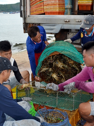 Đưa tôm hùm thành thủy sản nuôi chủ lực