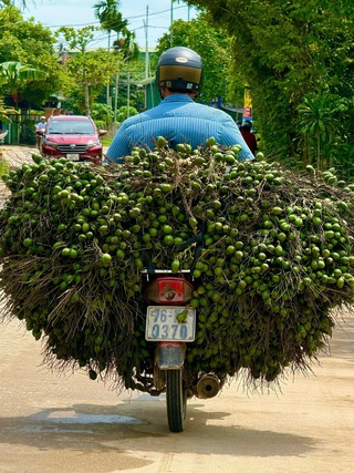 Giá cau lao dốc, người trồng cau tranh thủ bán kiếm lời