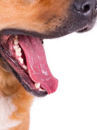 Cách tự bảo vệ khi gặp chó thả rông ngoài đường