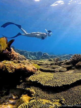 Nghỉ lễ 30.4 và 1.5: Đi lặn biển ngắm san hô
