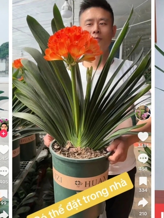 Nhiều người chi tiền triệu mua cây lan quân tử về chơi