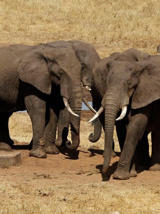 Tổng thống Botswana muốn đưa 20.000 con voi đến Đức