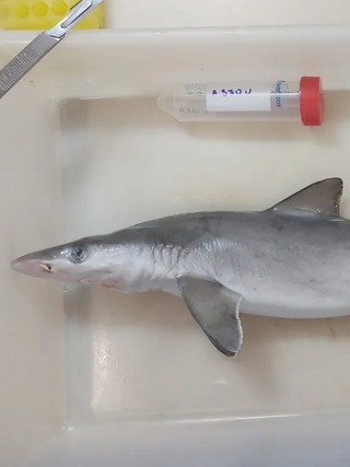 Bất ngờ phát hiện nhiều cá mập ngoài biển dương tính với ma túy