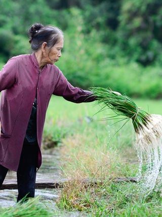 Bị nhổ trộm cả trăm kg trong đêm, 'thủ phủ' củ kiệu tết phải bán sớm