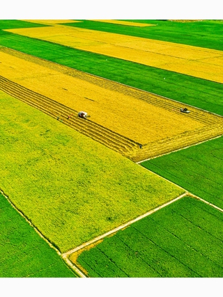 Bỏ sản xuất lúa nhỏ lẻ, nông dân miền Tây 'đổi đời' trên cánh đồng mẫu lớn