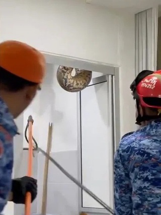 Kinh hãi khi phát hiện con trăn 60 kg từ trần nhà tắm