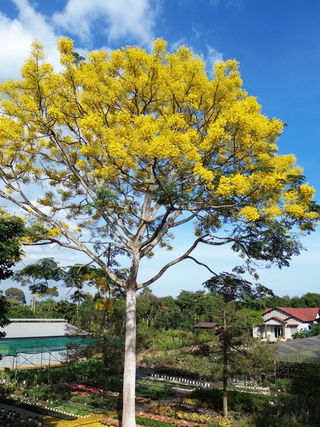 Cây phượng vàng bung nở rực rỡ, nhuộm vàng một góc trời TP.HCM