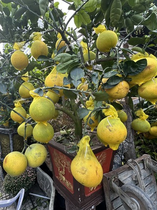 Hoa kiểng đổ về TP.HCM đón tết sớm