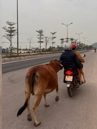 Clip bò mẹ chạy theo xe máy chở con bê gãy chân: Dân mạng rưng rưng