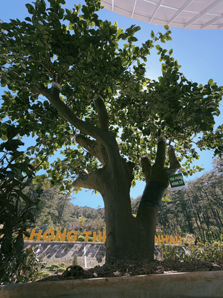 Định vị trà Việt trên bản đồ thế giới