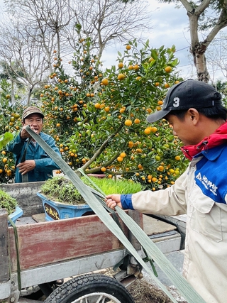 Quyên góp quất cảnh sau tết để ‘phủ xanh’ vườn dạo ở Sơn Trà

