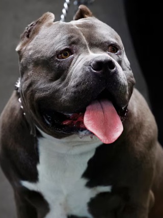 Vướng chân vào cò súng, chó pitbull hại chủ