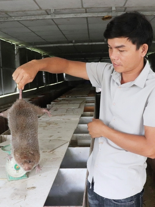 Thu hàng trăm triệu đồng/năm nhờ nuôi dúi