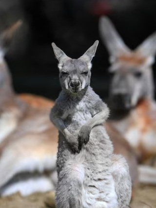 Nghịch lý loài kangaroo khổng lồ tiền sử sống 'thư giãn', khép kín trong hang