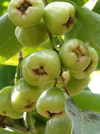 Mận xanh đường 'hồi sinh', nhà vườn miền Tây thu nhập hàng trăm triệu đồng/năm