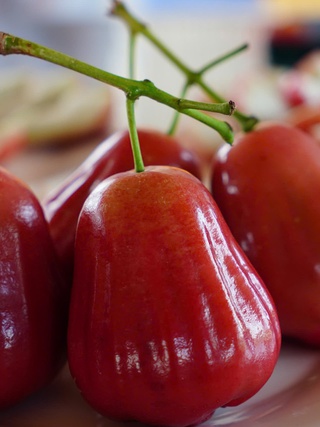 Mận hồng Sân Tiên ở miền Tây có gì lạ mà giá tới 230.000 đồng/kg?