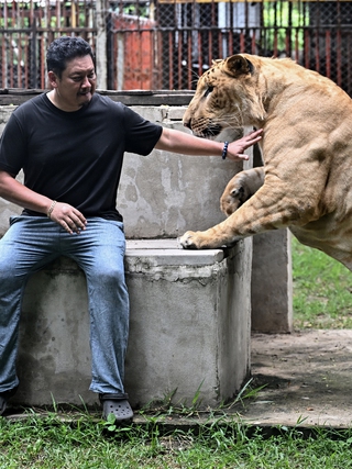 Xu hướng nuôi sư tử làm thú cưng gây tranh cãi ở Thái Lan