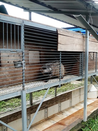 Từ tay trắng đến thu lãi hàng trăm triệu đồng nhờ nuôi chồn hương