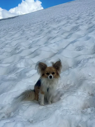 Chủ rơi xuống khe băng sâu 8 m, chú chó Chihuahua giúp giải cứu