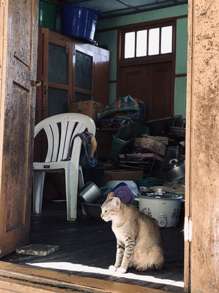 Bệnh dại lây từ mèo