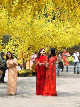 Đường mai tết đẹp lung linh ở Nhà văn hóa Thanh niên khi nào đón khách?