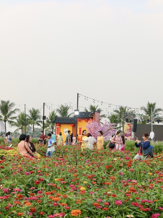 Cánh đồng hoa tết mới toanh vừa mở cửa ‘gây sốt’