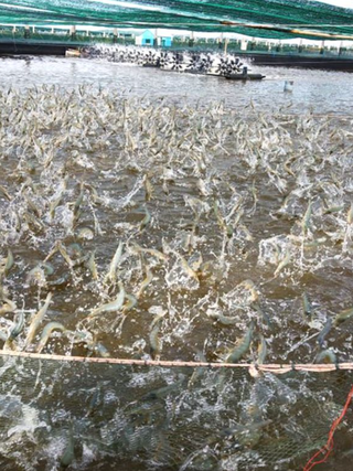 Vì sao dừng dự án chỉ dẫn địa lý tôm Bình Thuận?