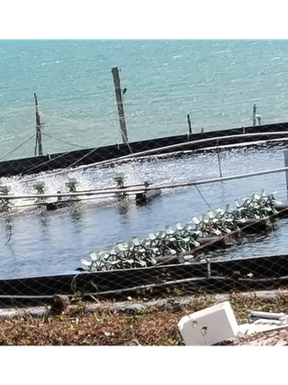 Dừng dự án 'tôm Bình Thuận' người nuôi tôm ảnh hưởng không?